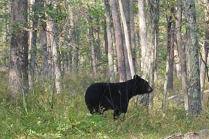 Black Bear