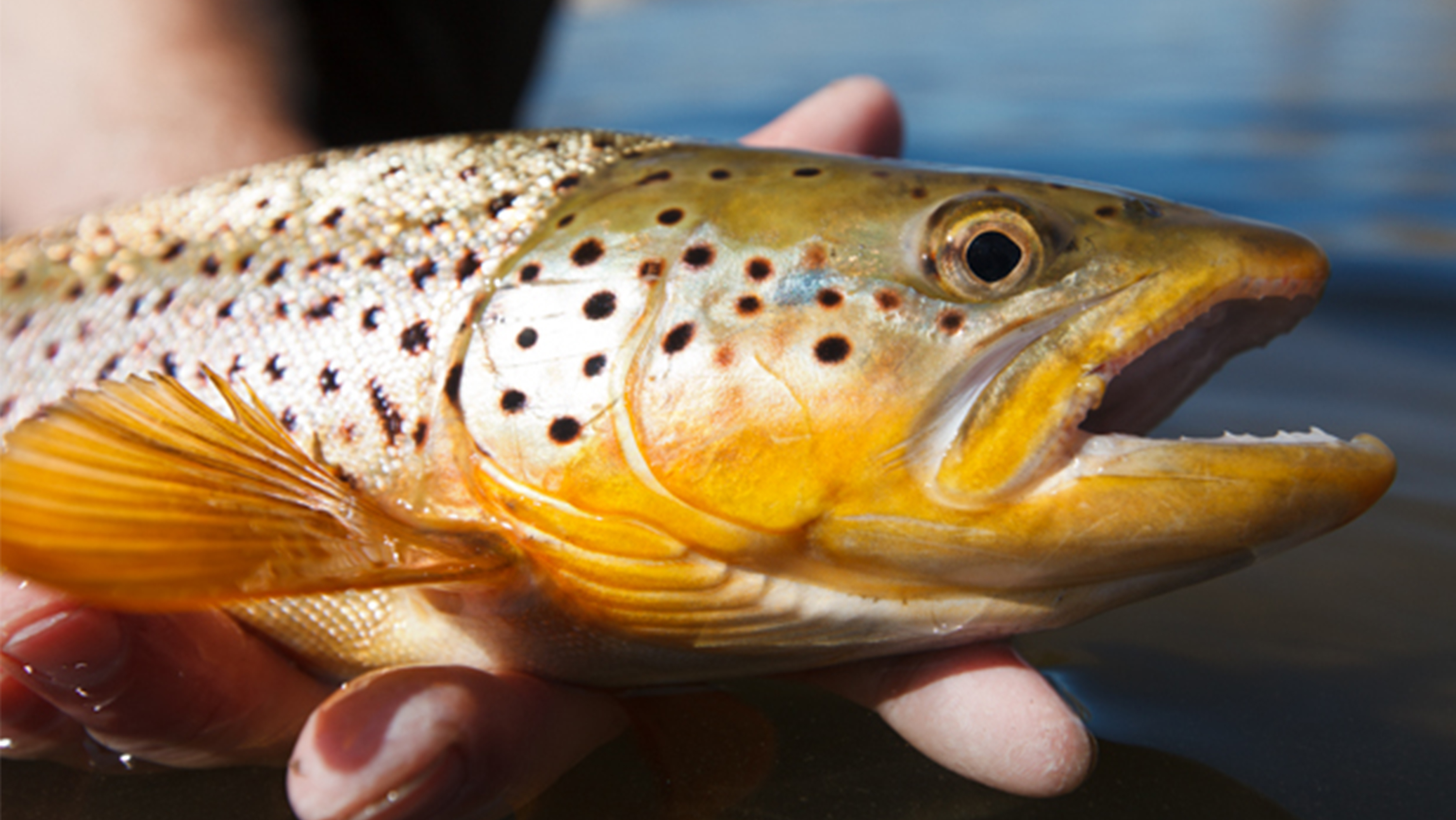 A Brooke Trout