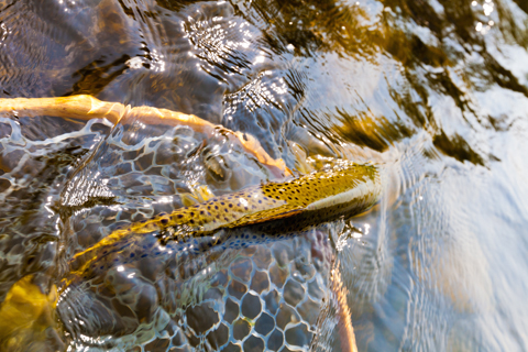 A Bright Creek Fish