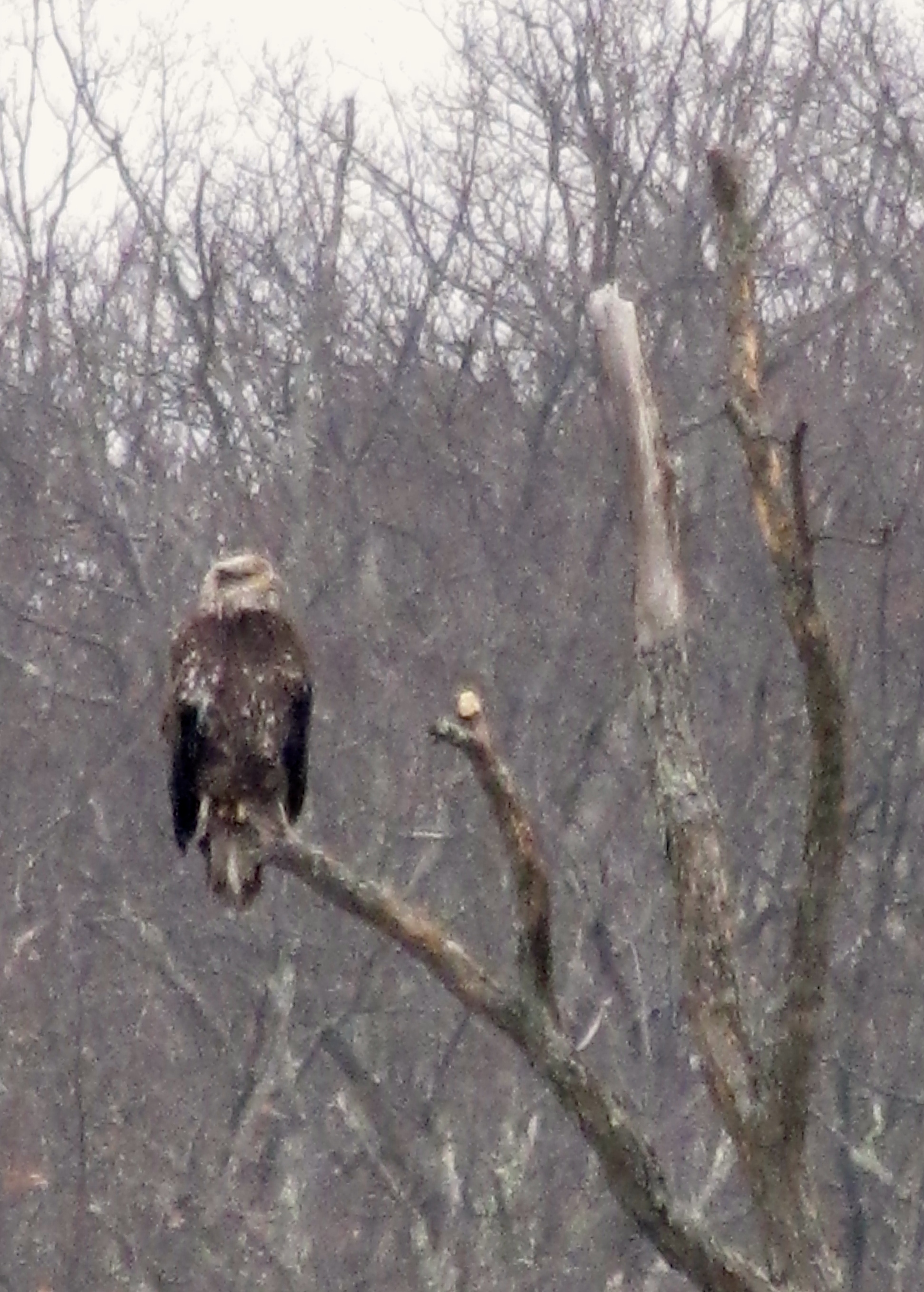 A Bright Creek Raptor